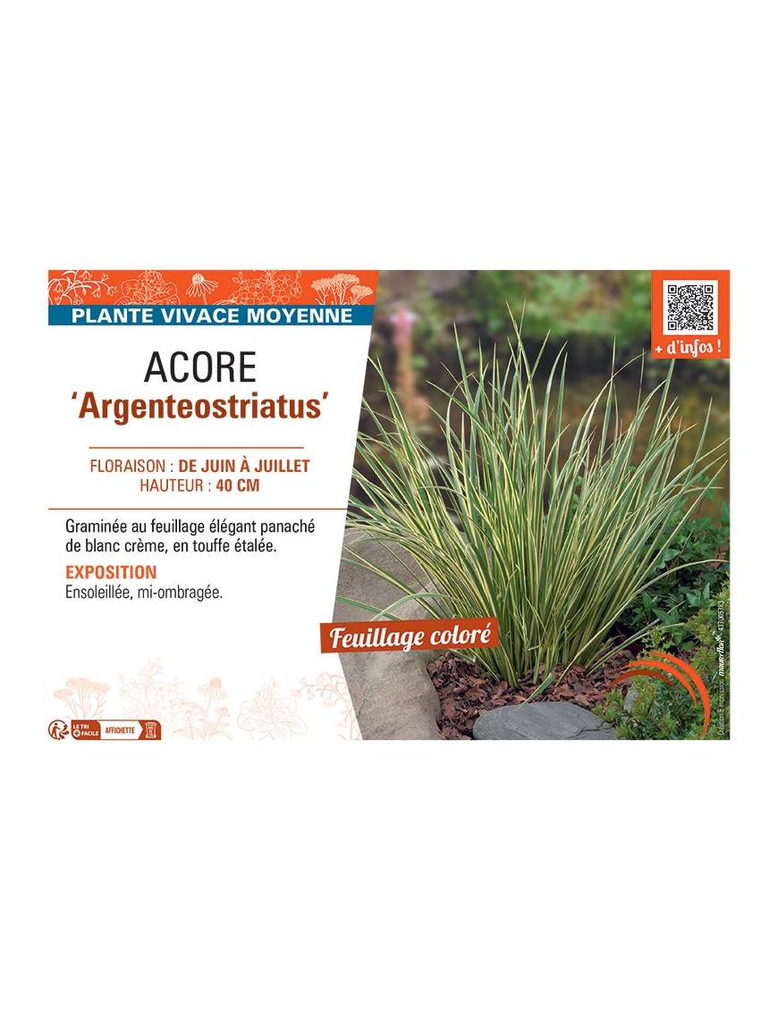 ACORE ARGENTEOSTRIATUS
