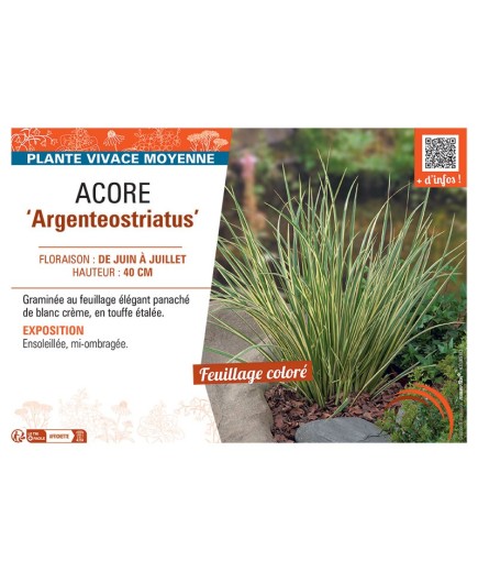 ACORE ARGENTEOSTRIATUS