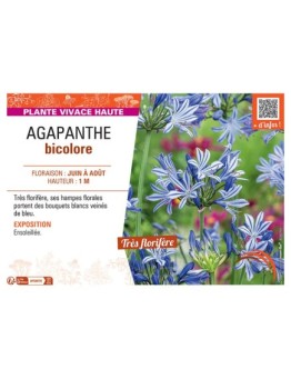 AGAPANTHE BICOLORE