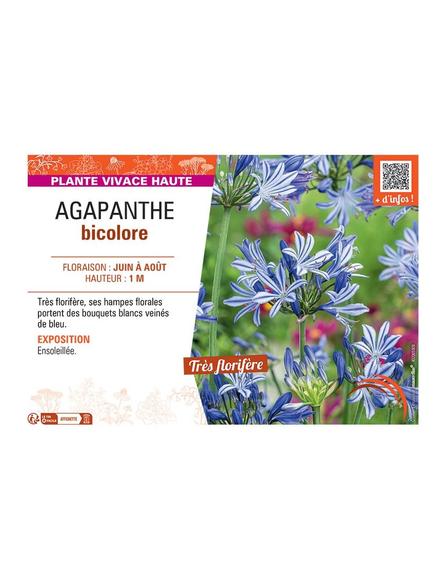 AGAPANTHE BICOLORE