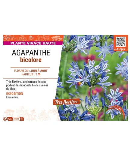 AGAPANTHE BICOLORE