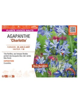 AGAPANTHE CHARLOTTE