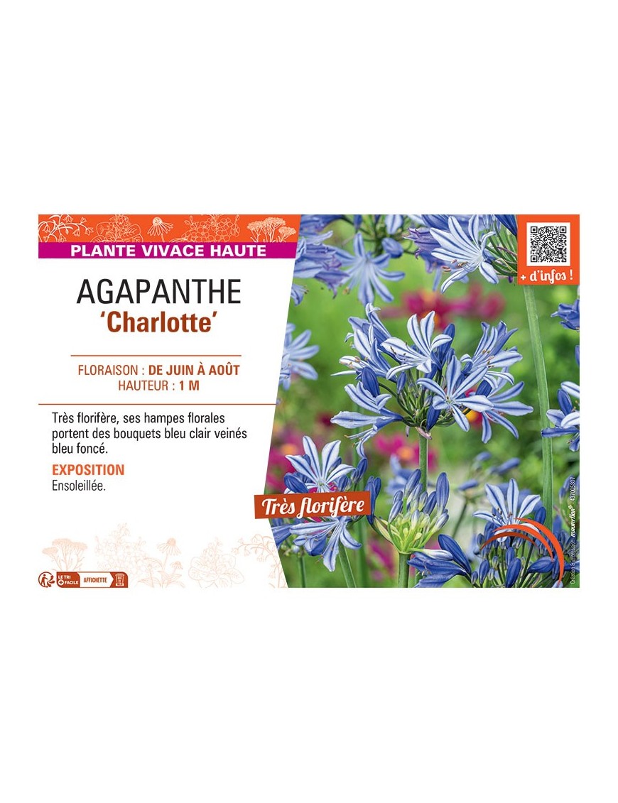 AGAPANTHE CHARLOTTE