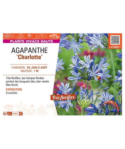 AGAPANTHE CHARLOTTE