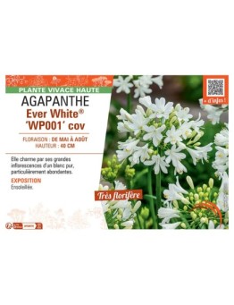 AGAPANTHE EVER WHITE® wp001 cov