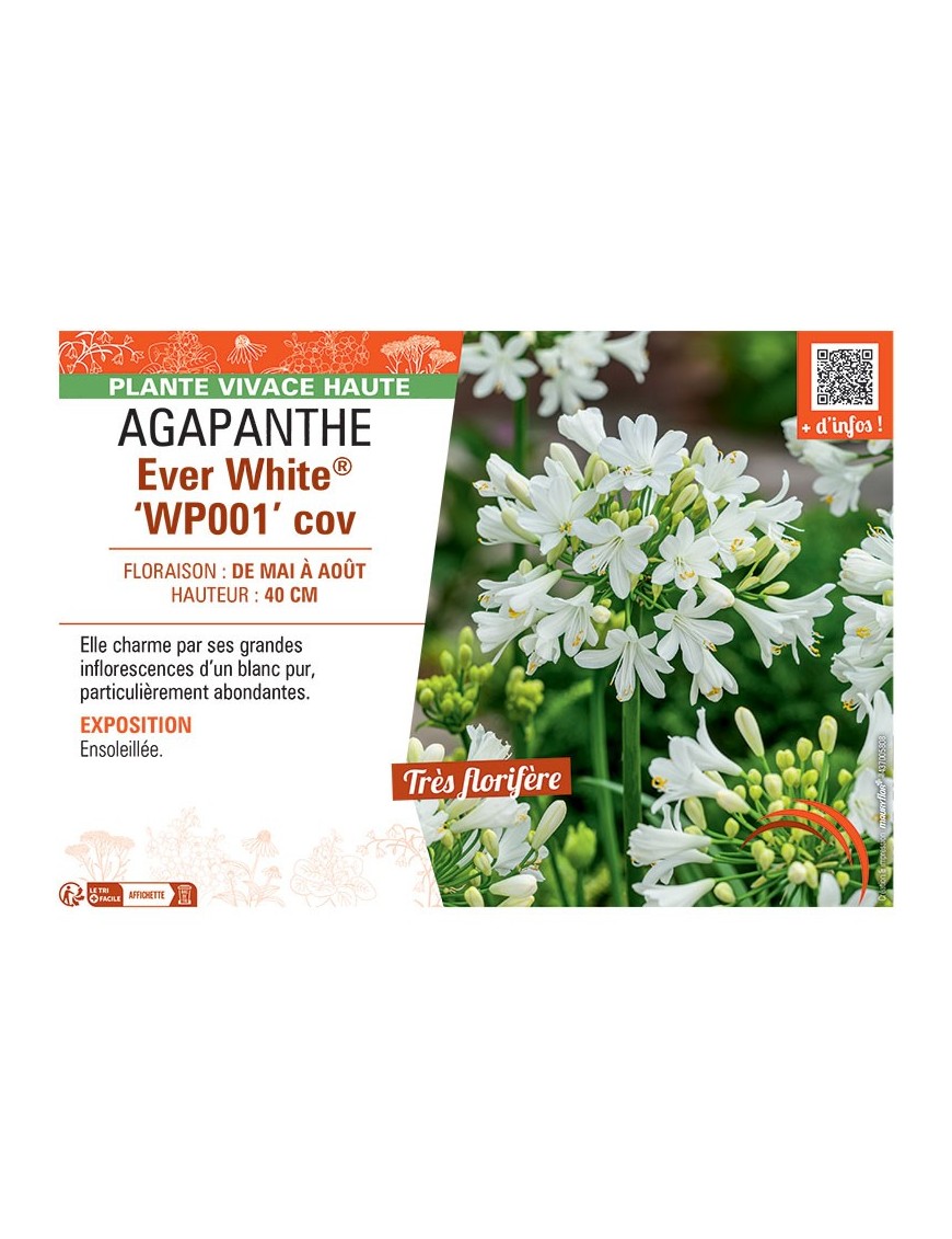 AGAPANTHE EVER WHITE® wp001 cov