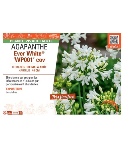 AGAPANTHE EVER WHITE® wp001 cov