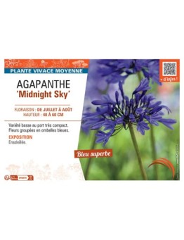 AGAPANTHE MIDNIGHT SKY