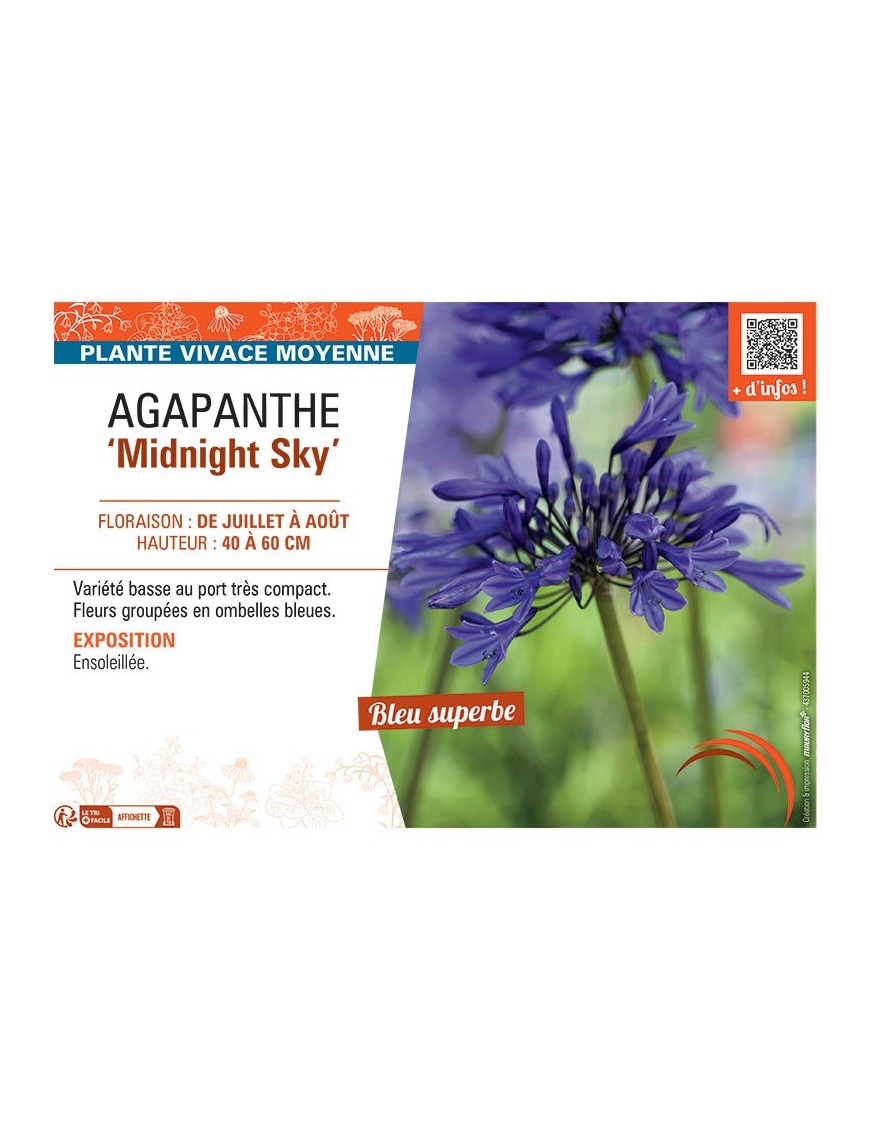 AGAPANTHE MIDNIGHT SKY