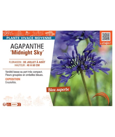 AGAPANTHE MIDNIGHT SKY