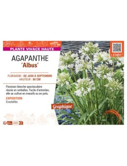 AGAPANTHUS ALBUS