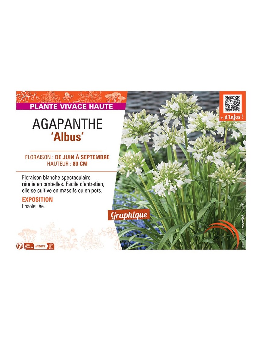 AGAPANTHUS ALBUS