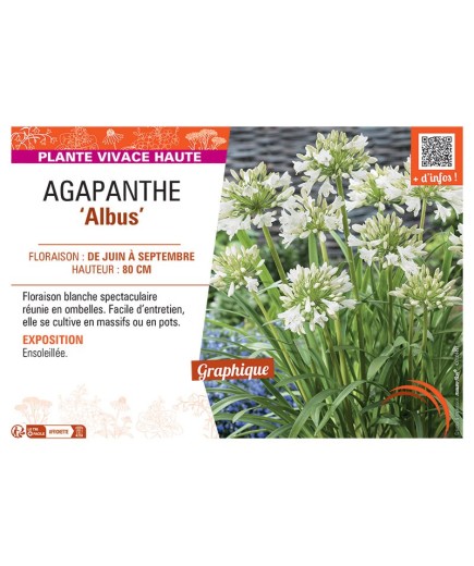 AGAPANTHUS ALBUS