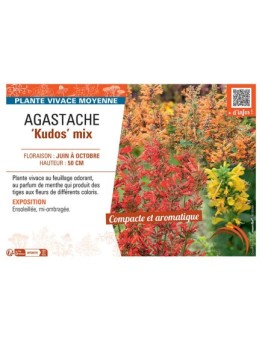 AGASTACHE KUDOS MIX