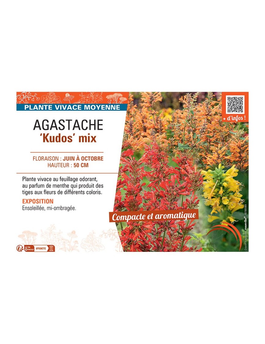 AGASTACHE KUDOS MIX