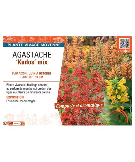 AGASTACHE KUDOS MIX