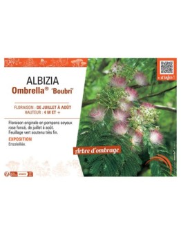 ALBIZIA OMBRELLA® Boubri