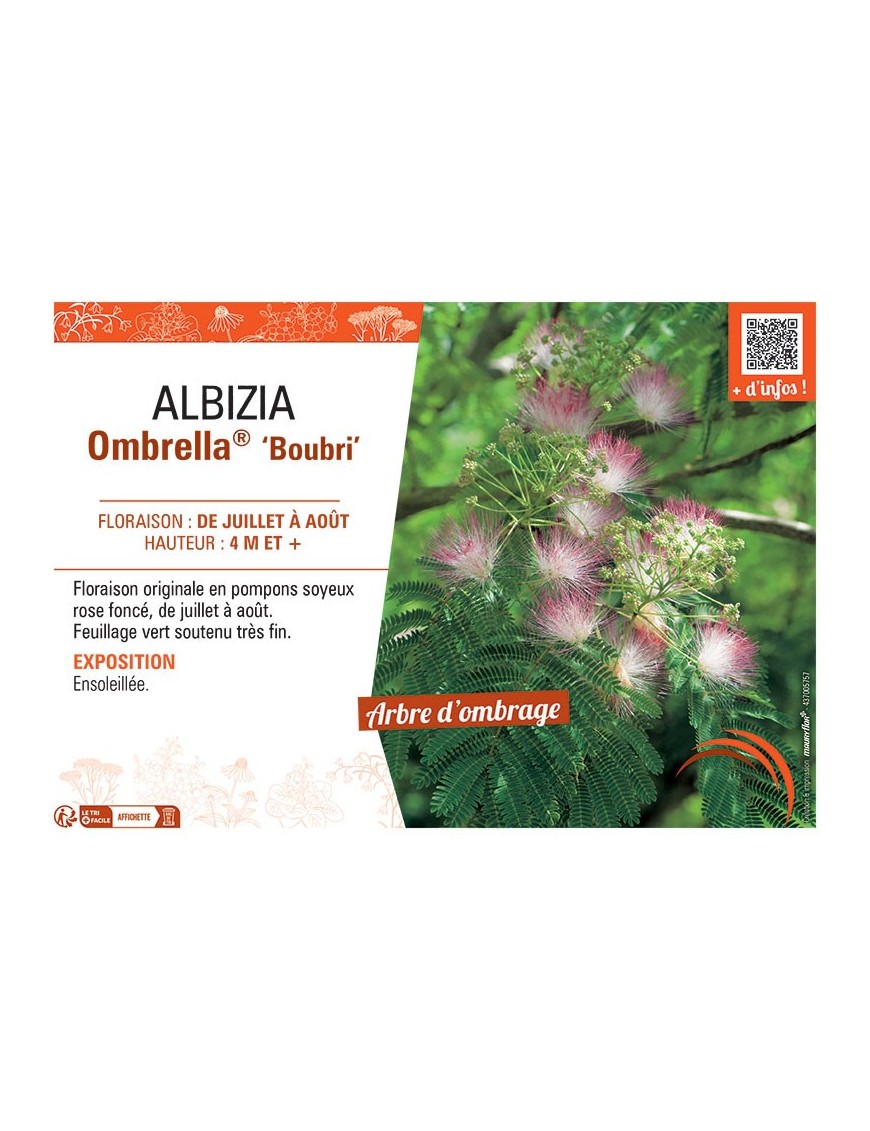 ALBIZIA OMBRELLA® Boubri