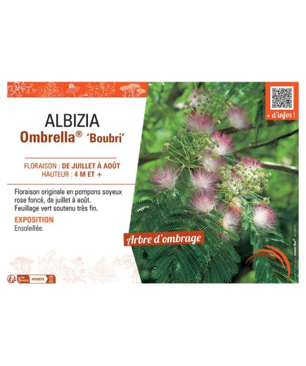 ALBIZIA OMBRELLA® Boubri