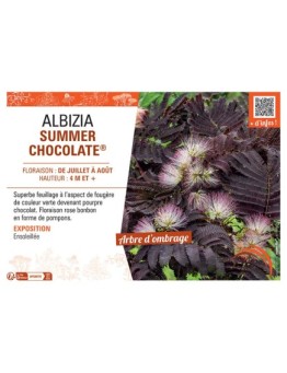 ALBIZIA SUMMER CHOCOLATE®