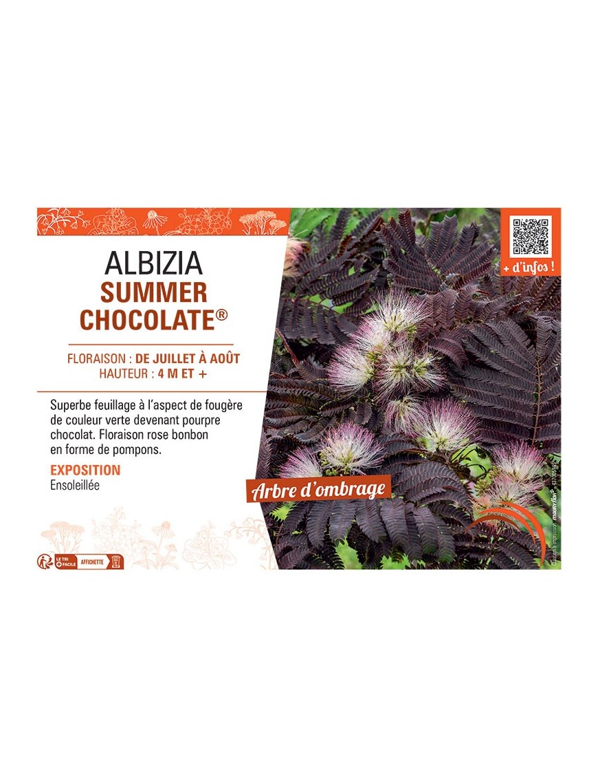 ALBIZIA SUMMER CHOCOLATE®