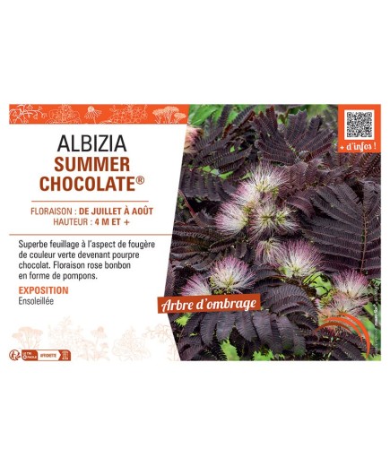 ALBIZIA SUMMER CHOCOLATE®