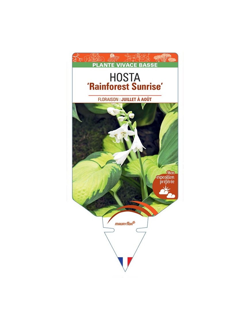 HOSTA Rainforest Sunrise