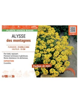 ALYSSE DES MONTAGNES