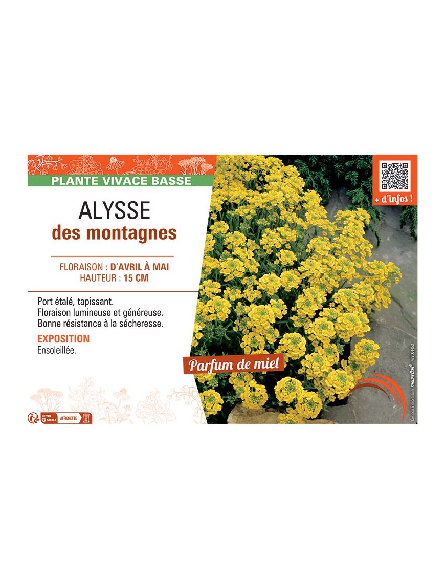 ALYSSE DES MONTAGNES