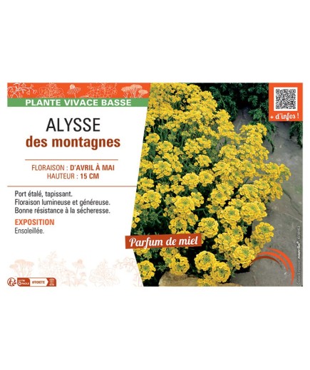 ALYSSE DES MONTAGNES