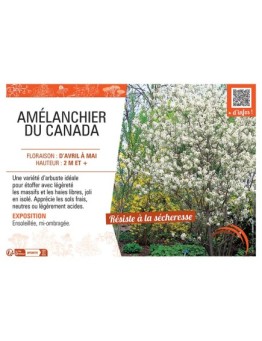 AMELANCHIER DU CANADA