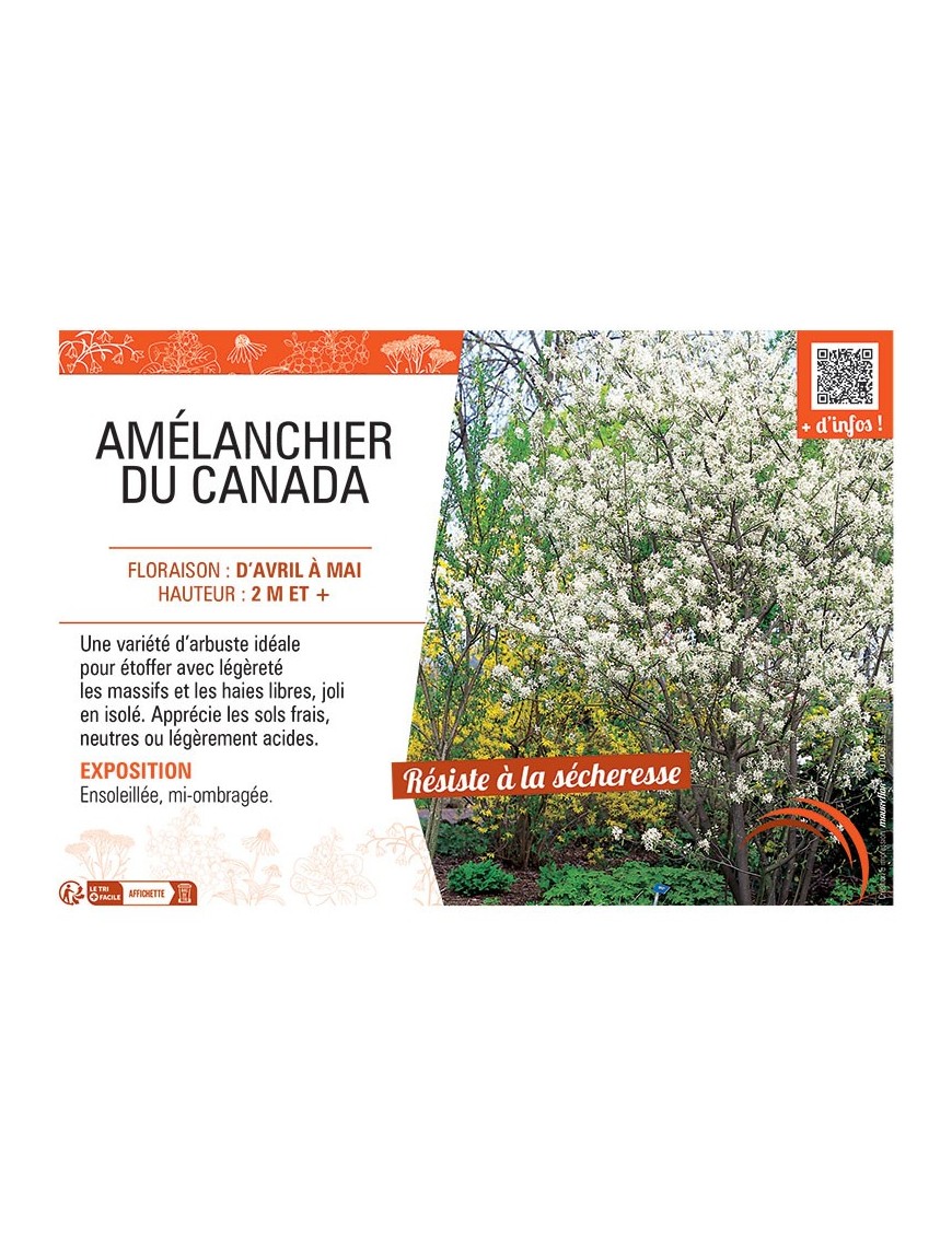 AMELANCHIER DU CANADA