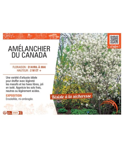 AMELANCHIER DU CANADA
