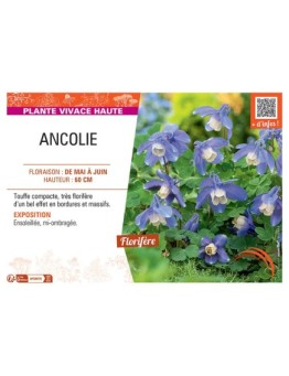 ANCOLIE (bleu/blanc)