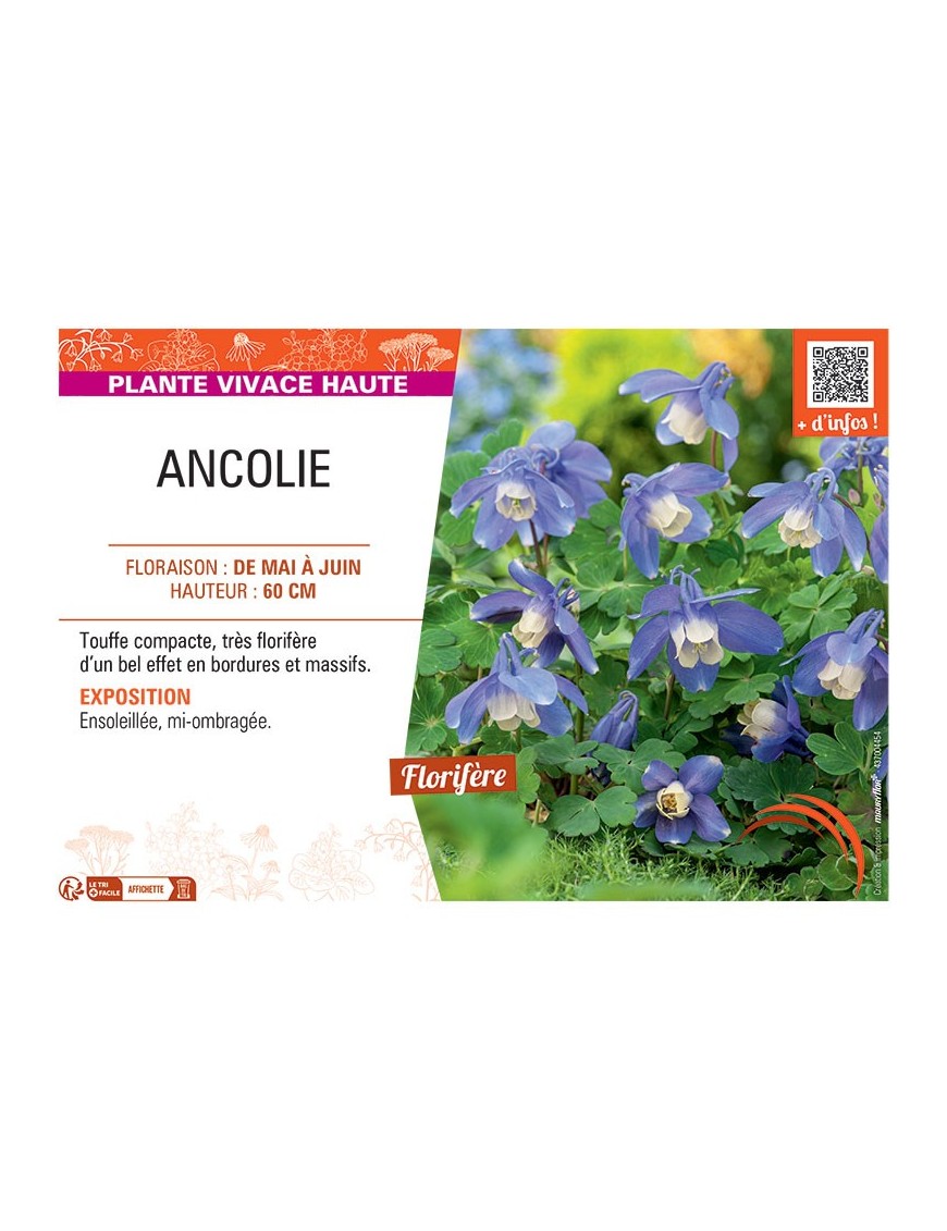 ANCOLIE (bleu/blanc)