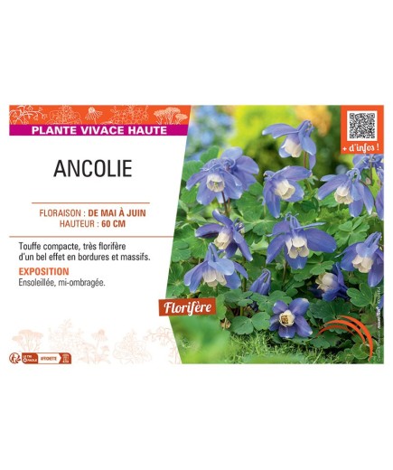 ANCOLIE (bleu/blanc)