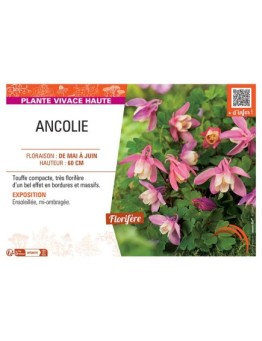 ANCOLIE (rose/blanc)