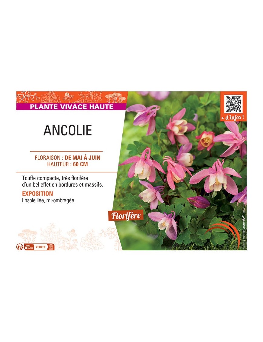 ANCOLIE (rose/blanc)