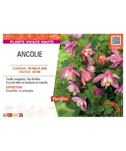 ANCOLIE (rose/blanc)