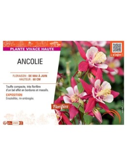 ANCOLIE (rouge/blanc)