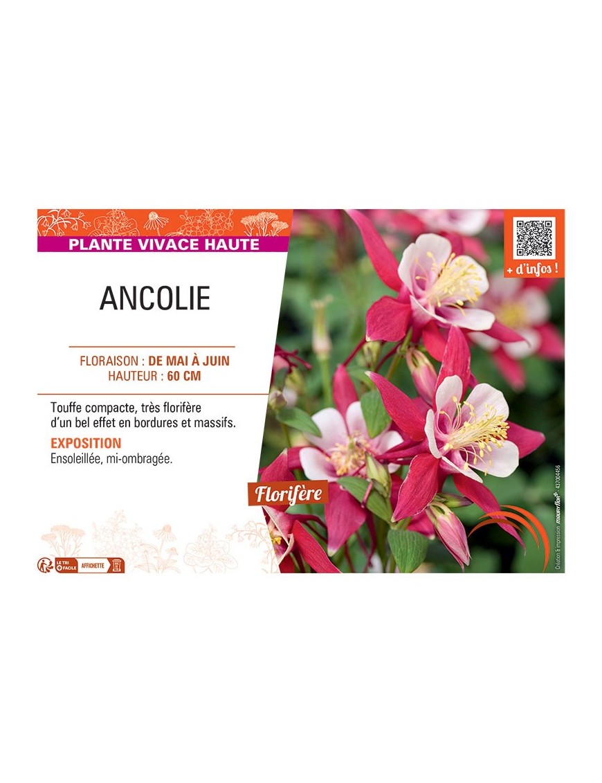 ANCOLIE (rouge/blanc)