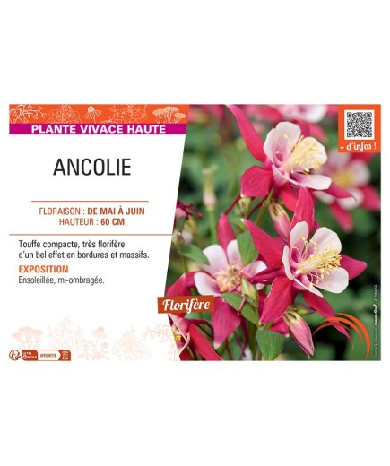 ANCOLIE (rouge/blanc)