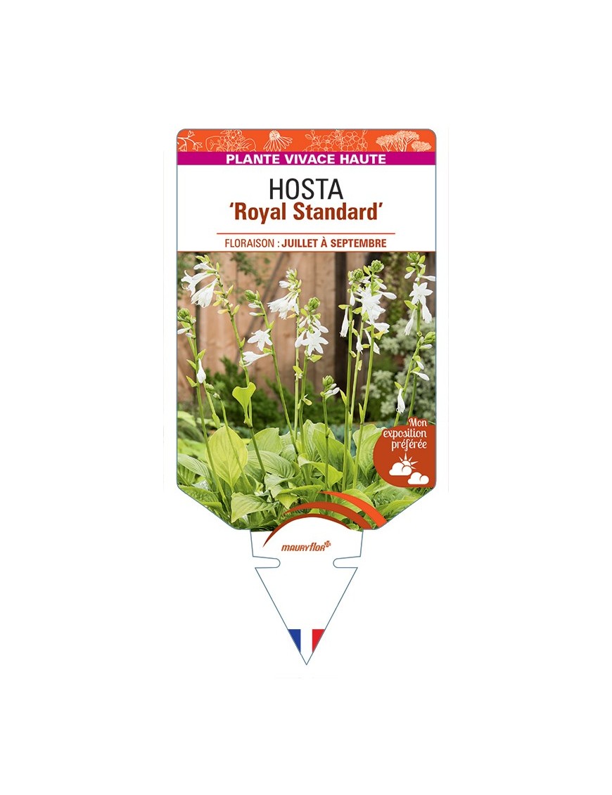 HOSTA Royal Standard