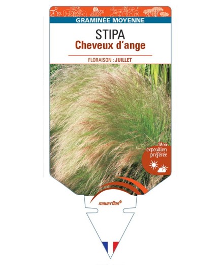 STIPA (tenuifolia) CHEVEUX D'ANGE *