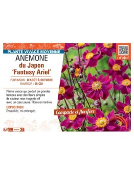 ANEMONE DU JAPON FANTASY ARIEL