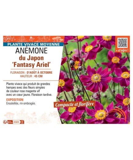ANEMONE DU JAPON FANTASY ARIEL