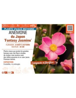 ANEMONE DU JAPON FANTASY JASMINE