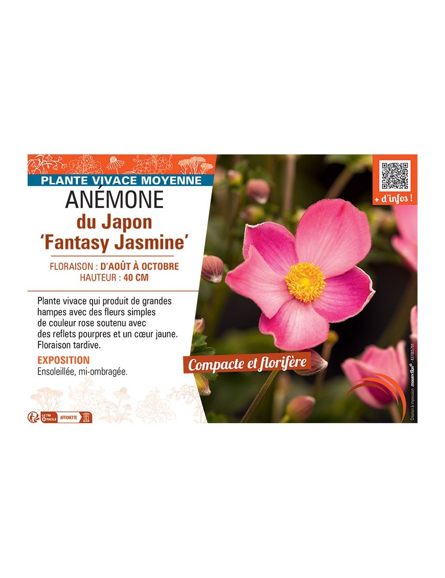 ANEMONE DU JAPON FANTASY JASMINE