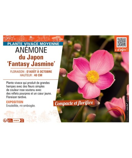 ANEMONE DU JAPON FANTASY JASMINE