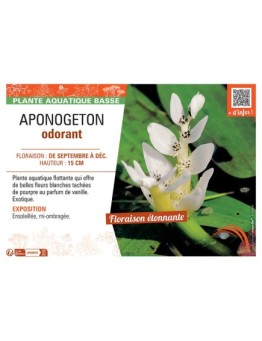 APONOGETON ODORANT